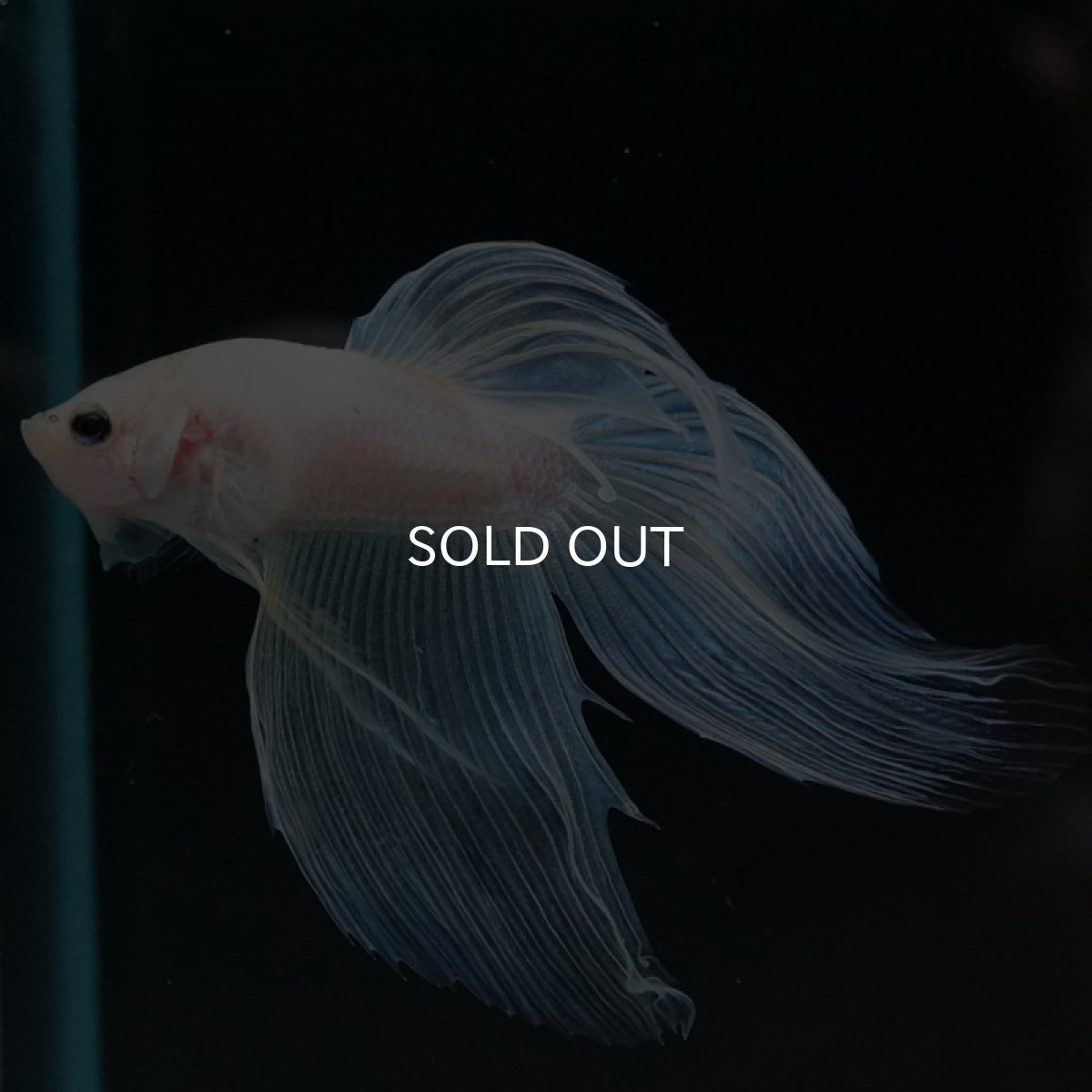 画像8: VT ホワイトファンシー (8)