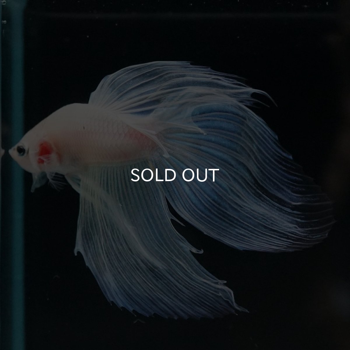 画像7: VT ホワイトファンシー (7)