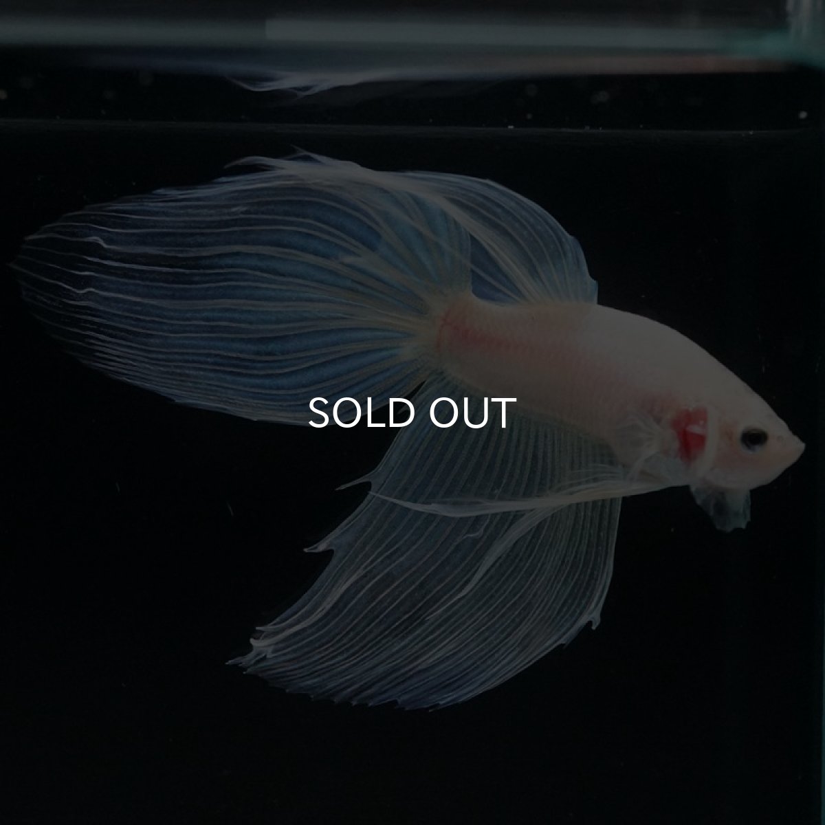 画像6: VT ホワイトファンシー (6)