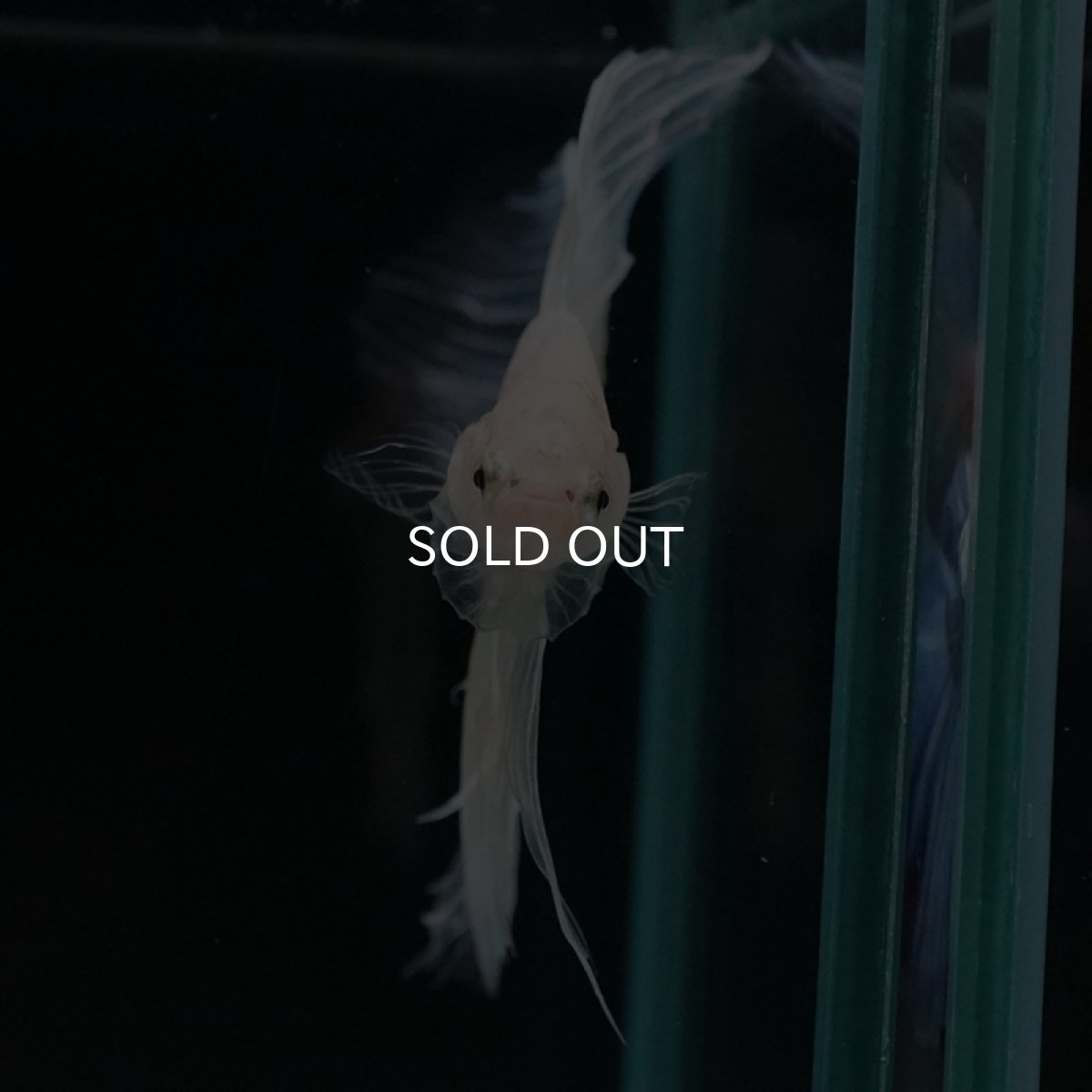 画像5: VT ホワイトファンシー (5)