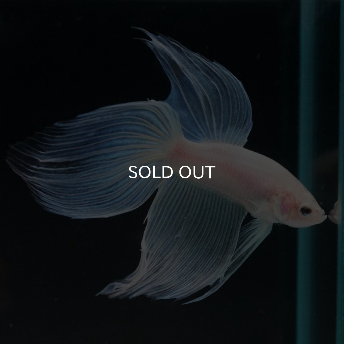 画像4: VT ホワイトファンシー (4)