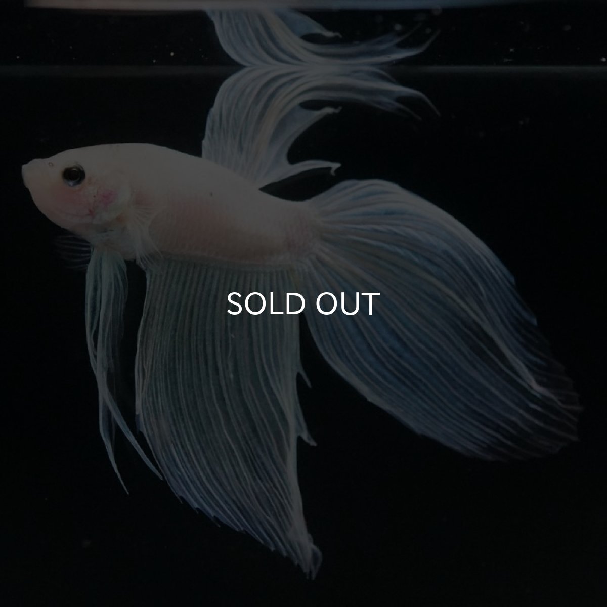 画像3: VT ホワイトファンシー (3)