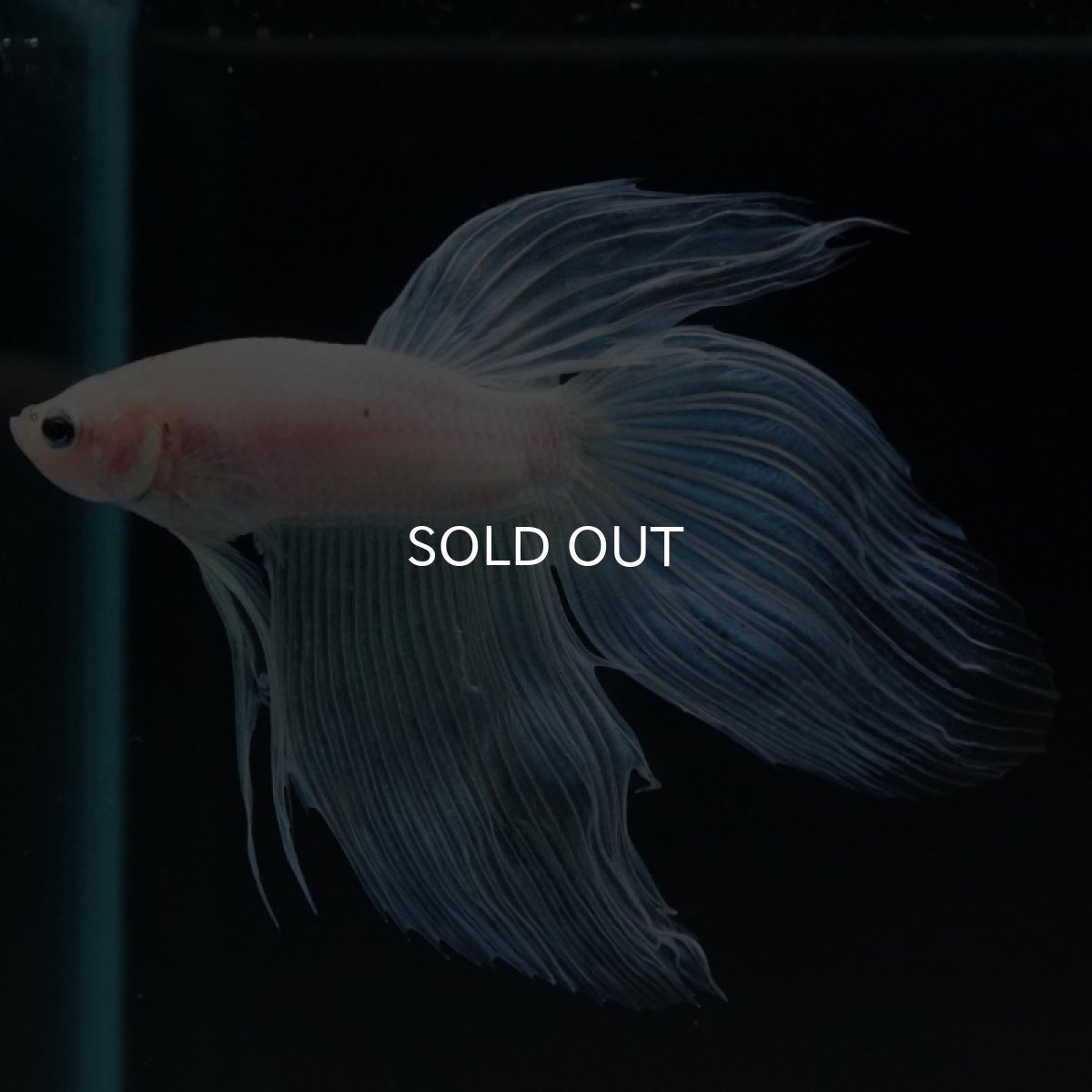 画像2: VT ホワイトファンシー (2)