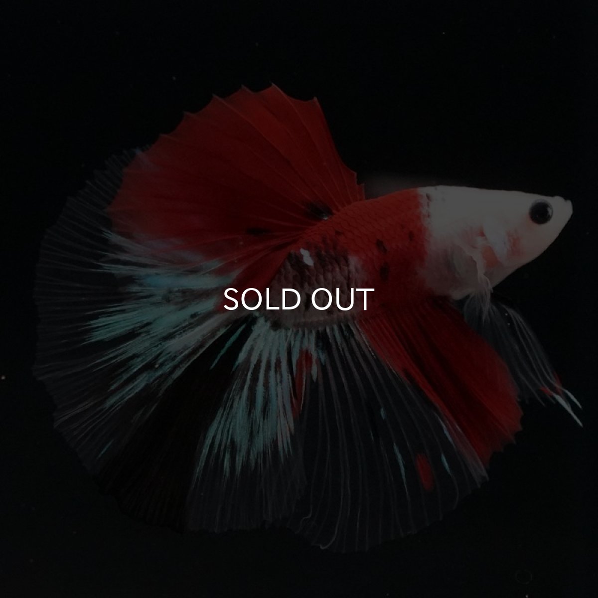 画像7: HM　紅白クリファイン　変わり柄 (7)