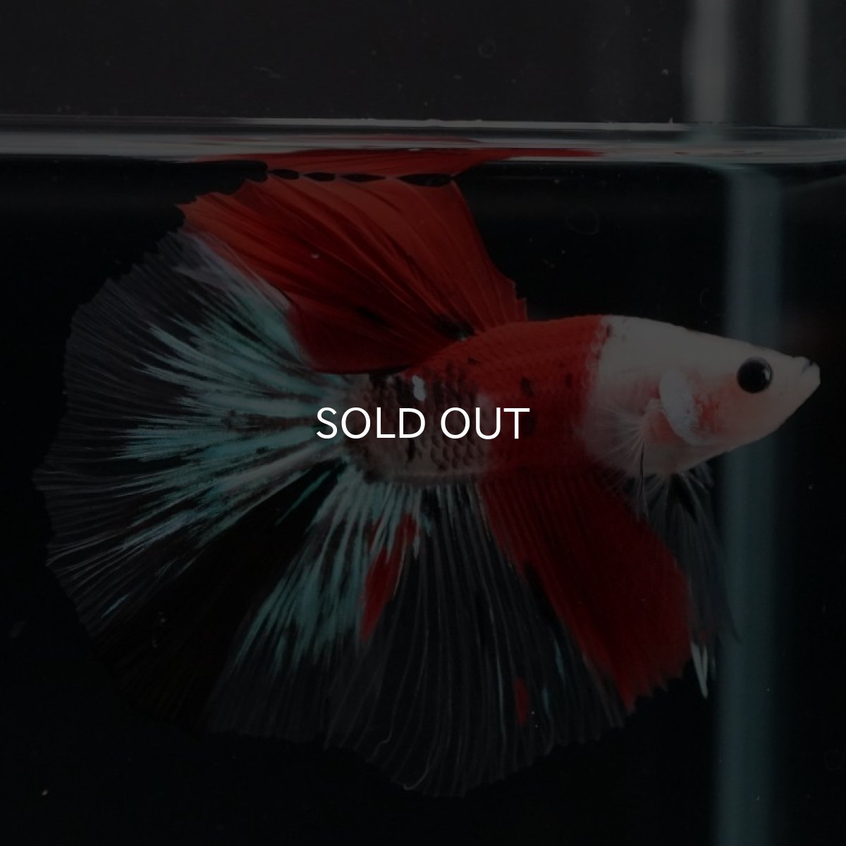 画像5: HM　紅白クリファイン　変わり柄 (5)