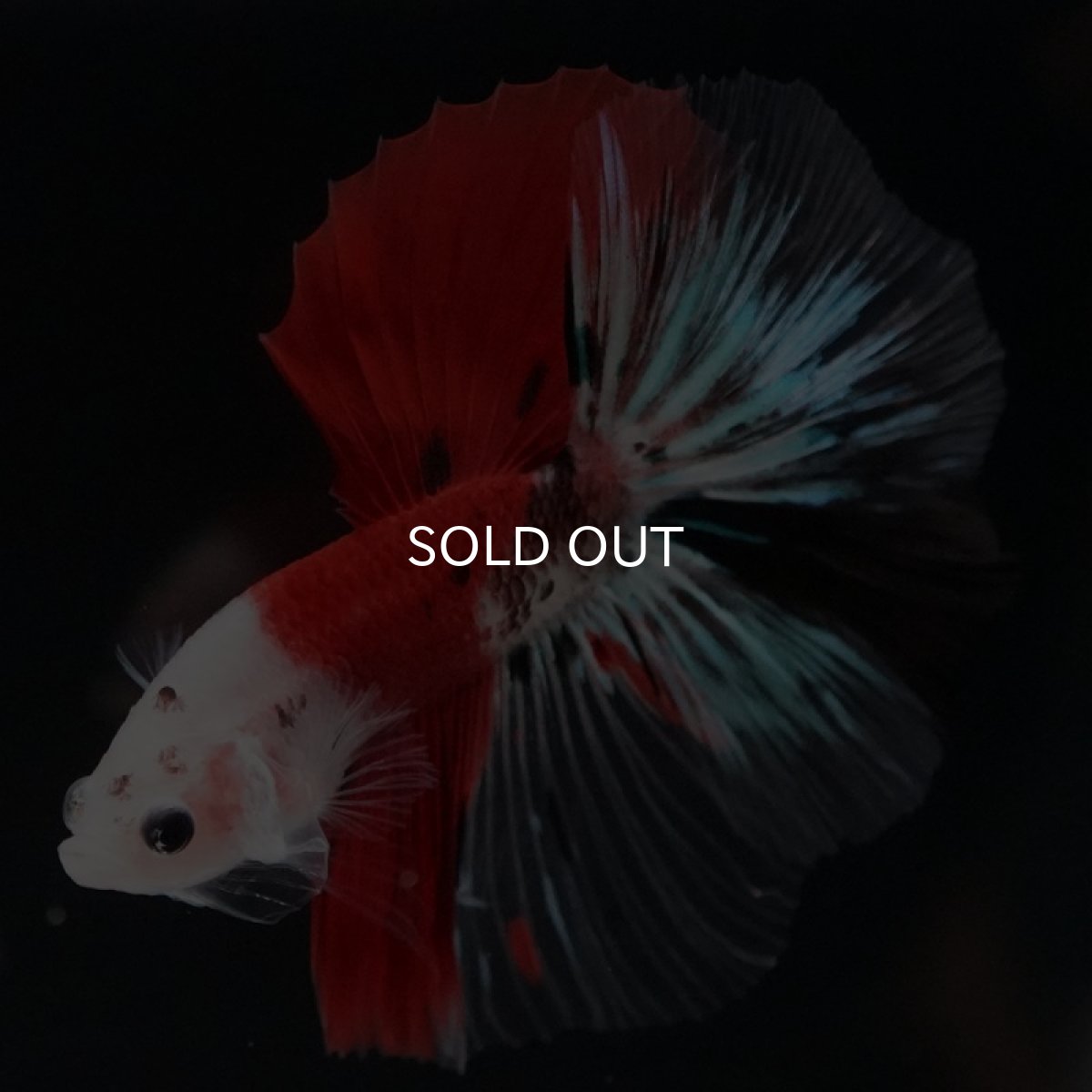 画像4: HM　紅白クリファイン　変わり柄 (4)