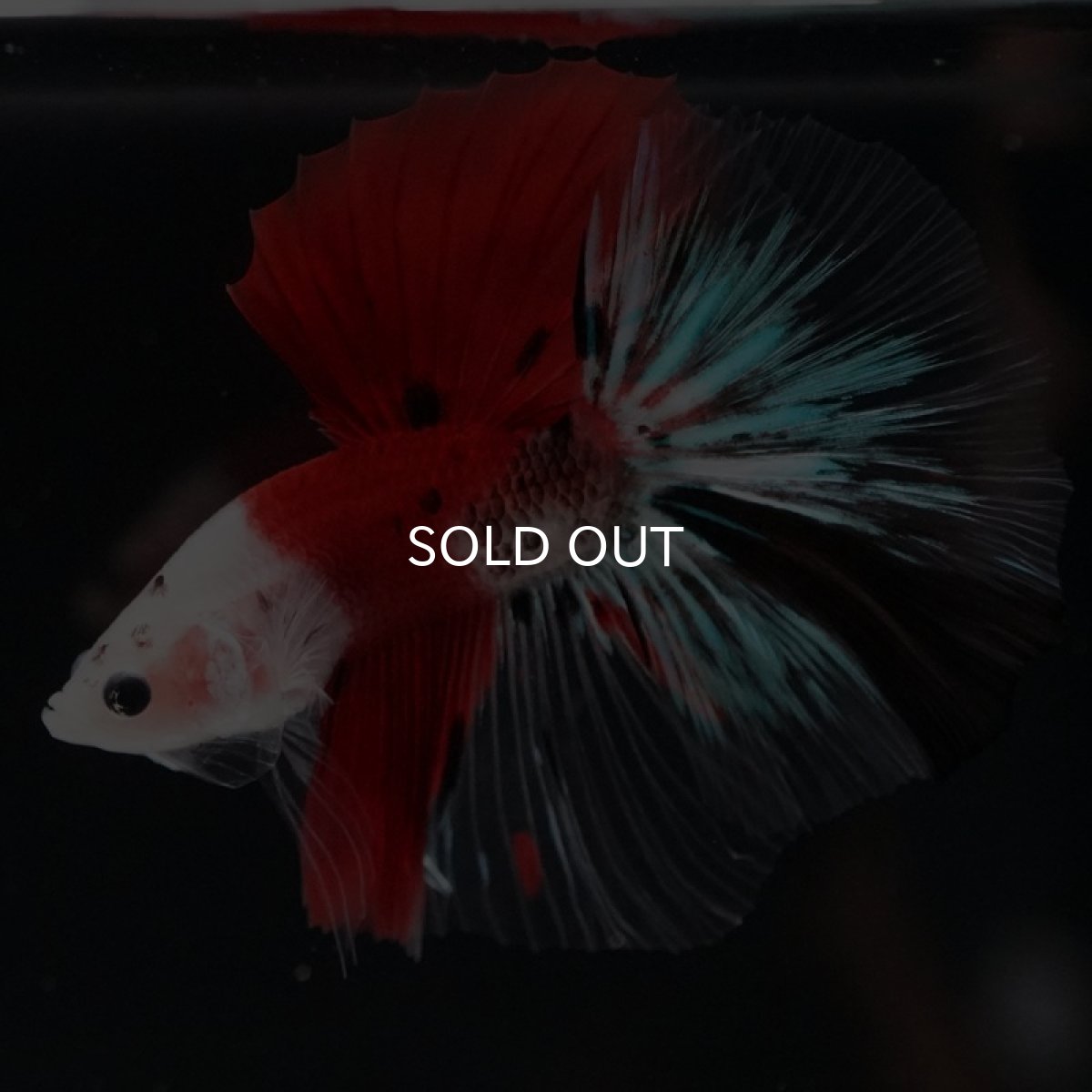 画像3: HM　紅白クリファイン　変わり柄 (3)