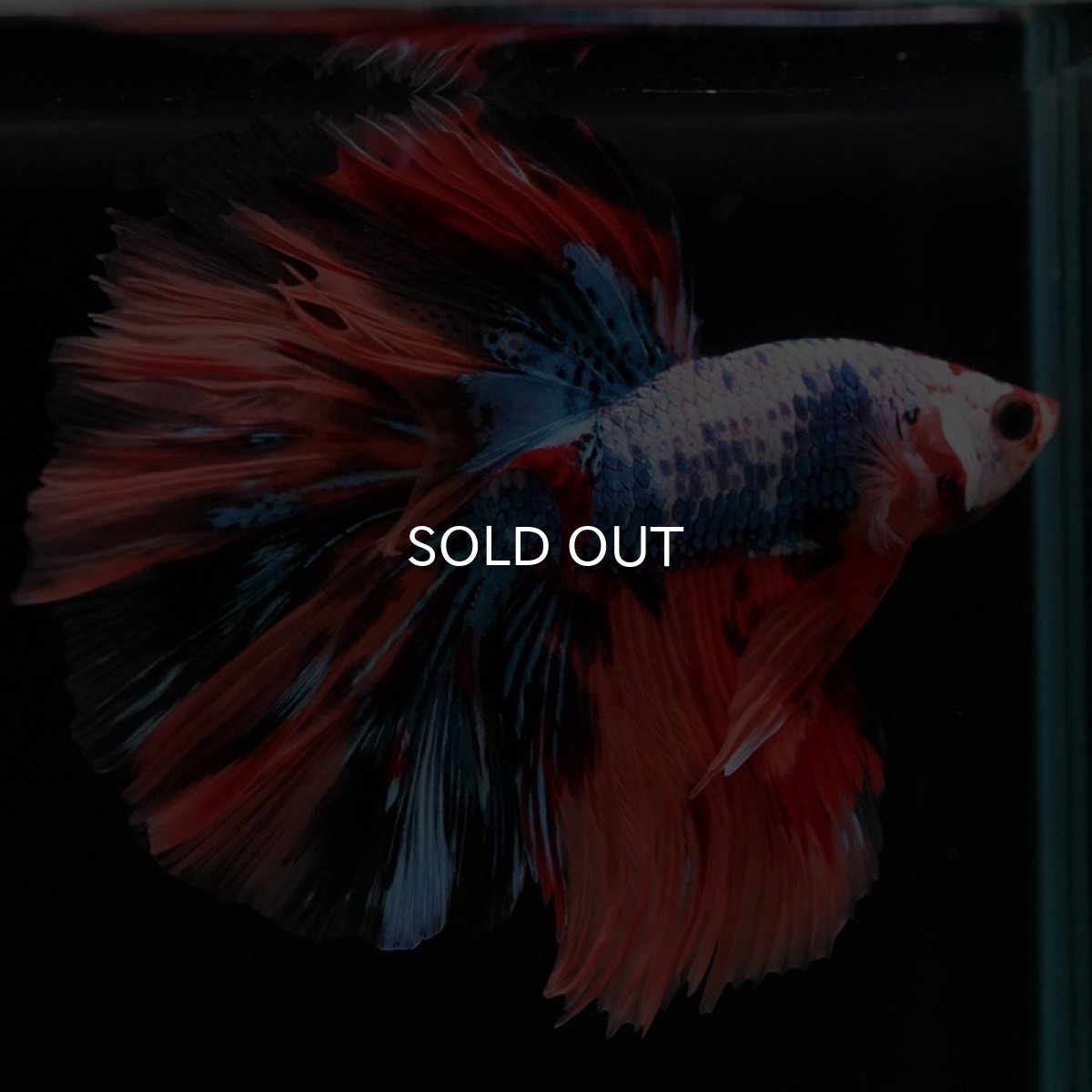 画像5: HM　キャンディレインボー　ローズテール (5)