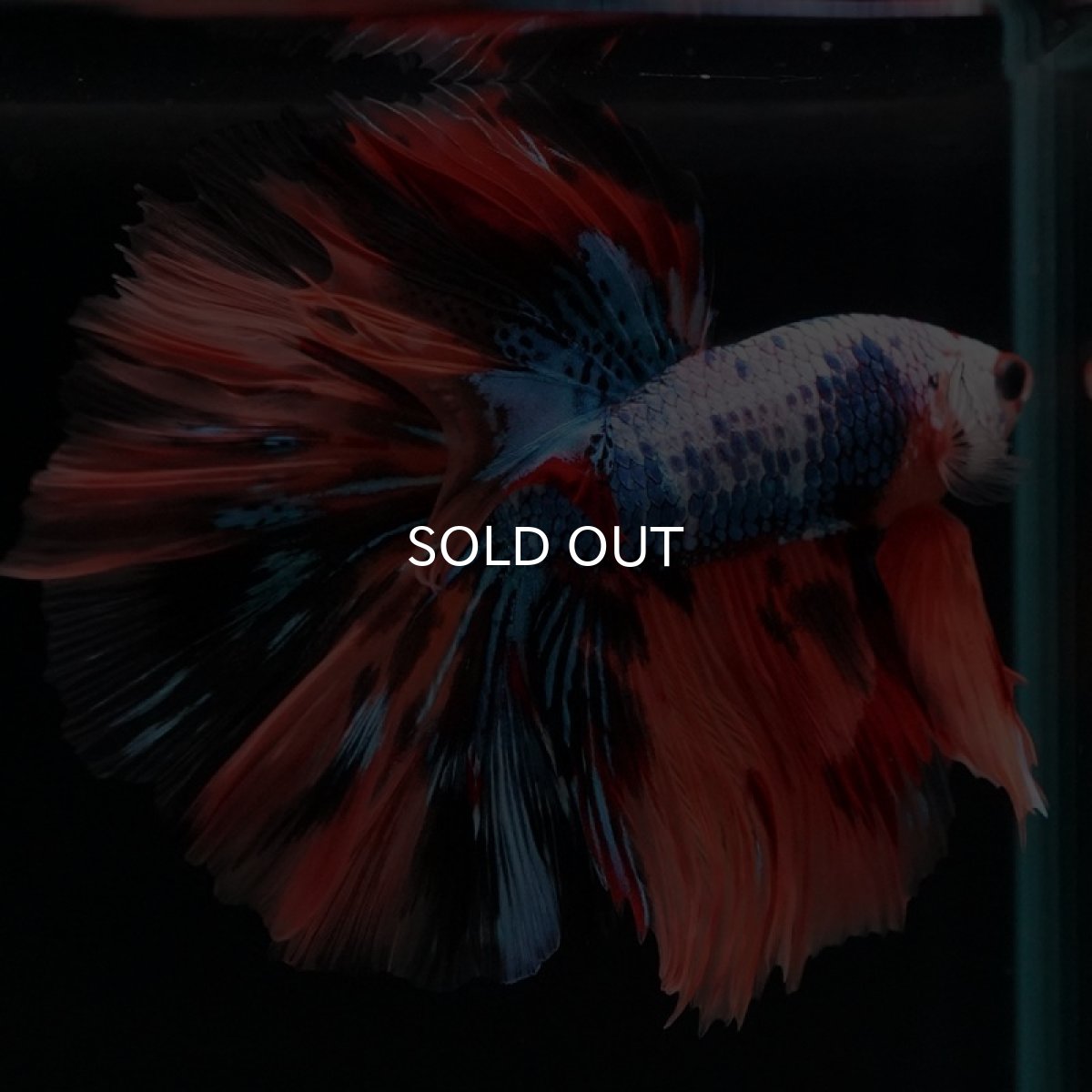 画像4: HM　キャンディレインボー　ローズテール (4)