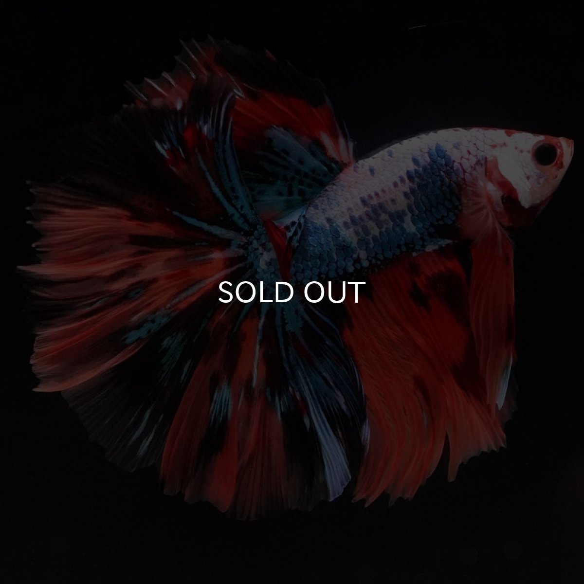 画像3: HM　キャンディレインボー　ローズテール (3)