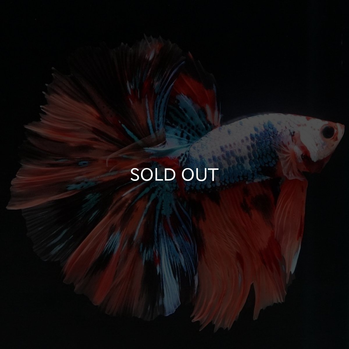 画像2: HM　キャンディレインボー　ローズテール (2)