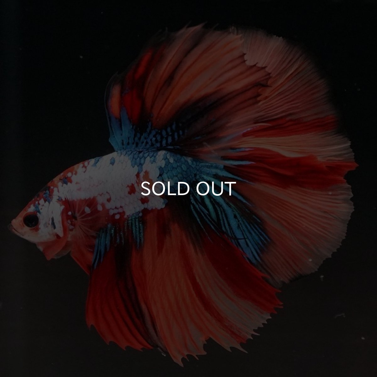 画像2: HM　キャンディレインボー (2)