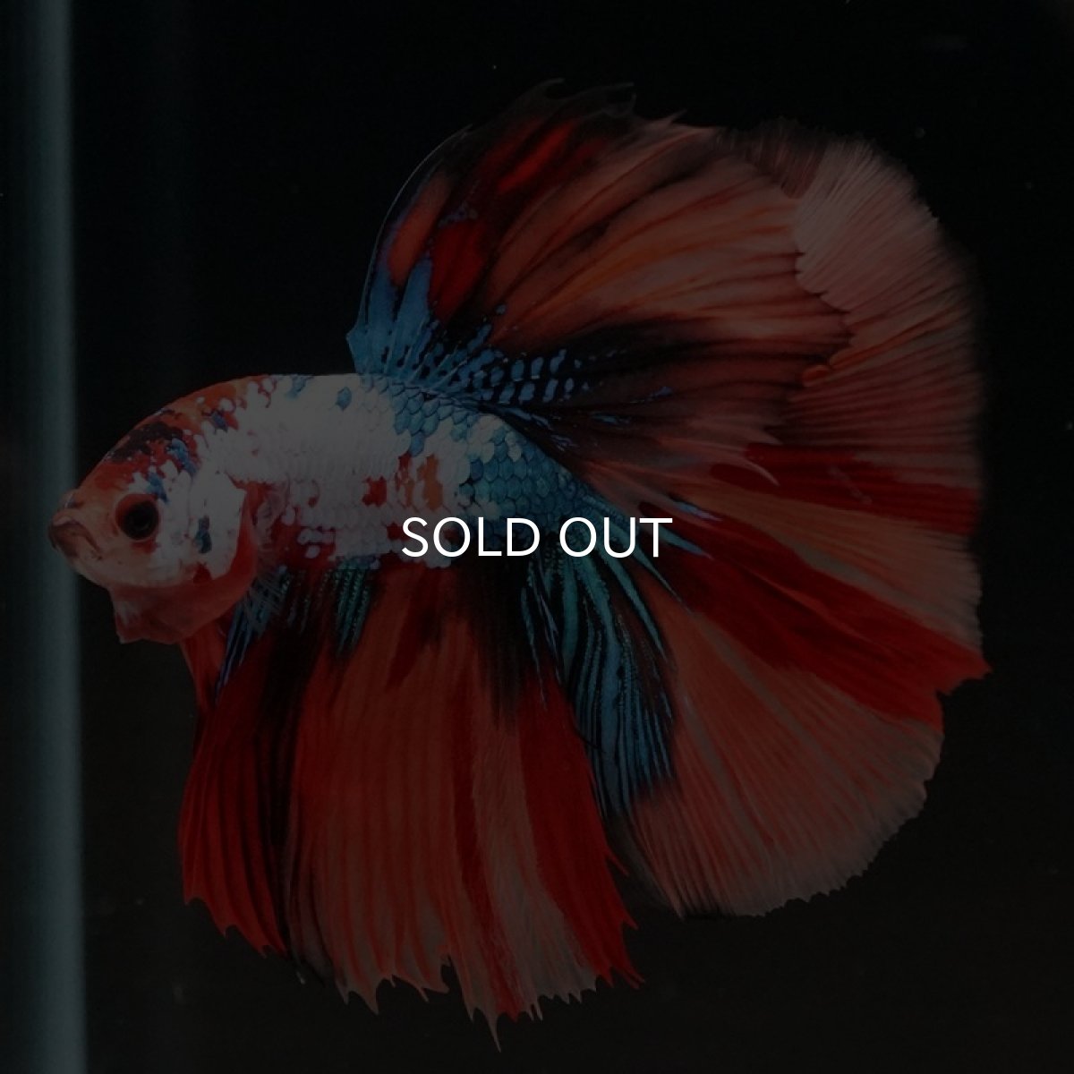 画像4: HM　キャンディレインボー (4)