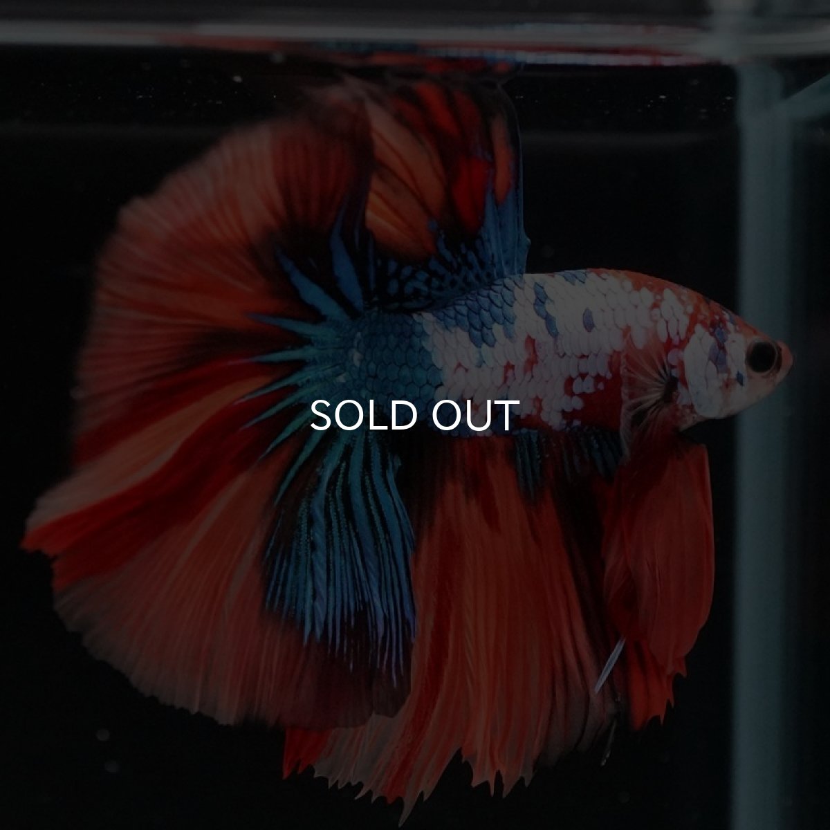 画像3: HM　キャンディレインボー (3)