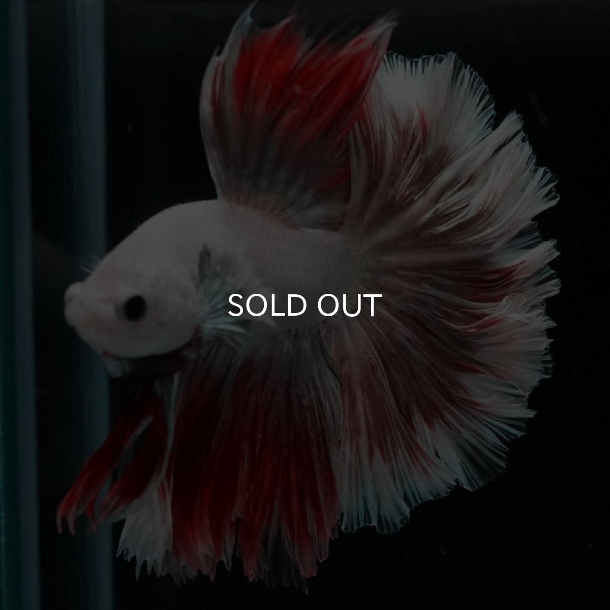 画像9: HM　ファンシーレッドドラゴン　ローズテール (9)