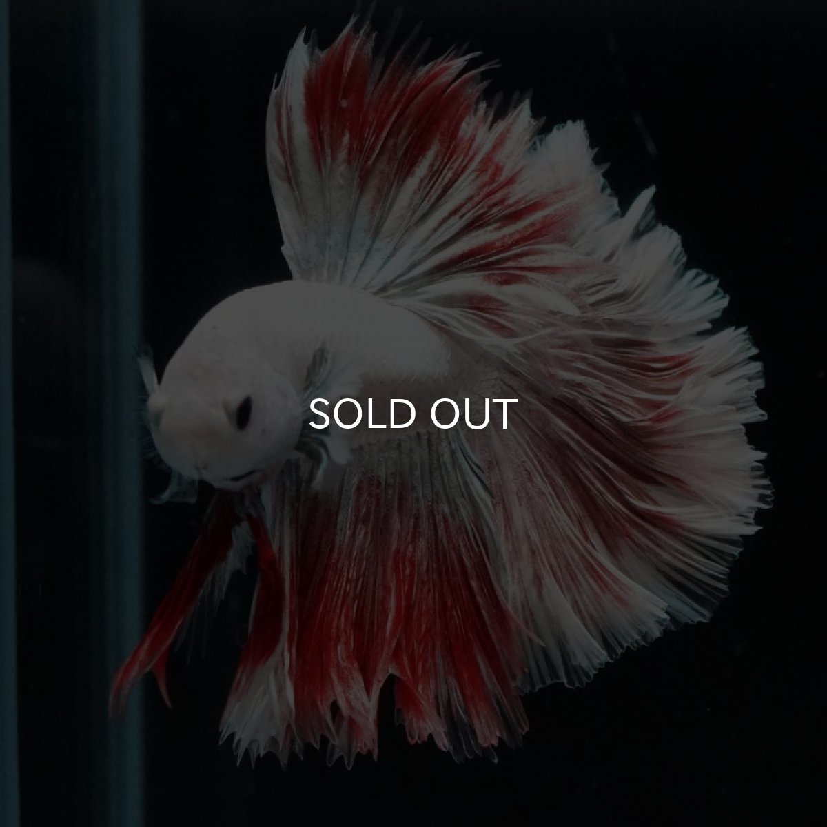 画像8: HM　ファンシーレッドドラゴン　ローズテール (8)