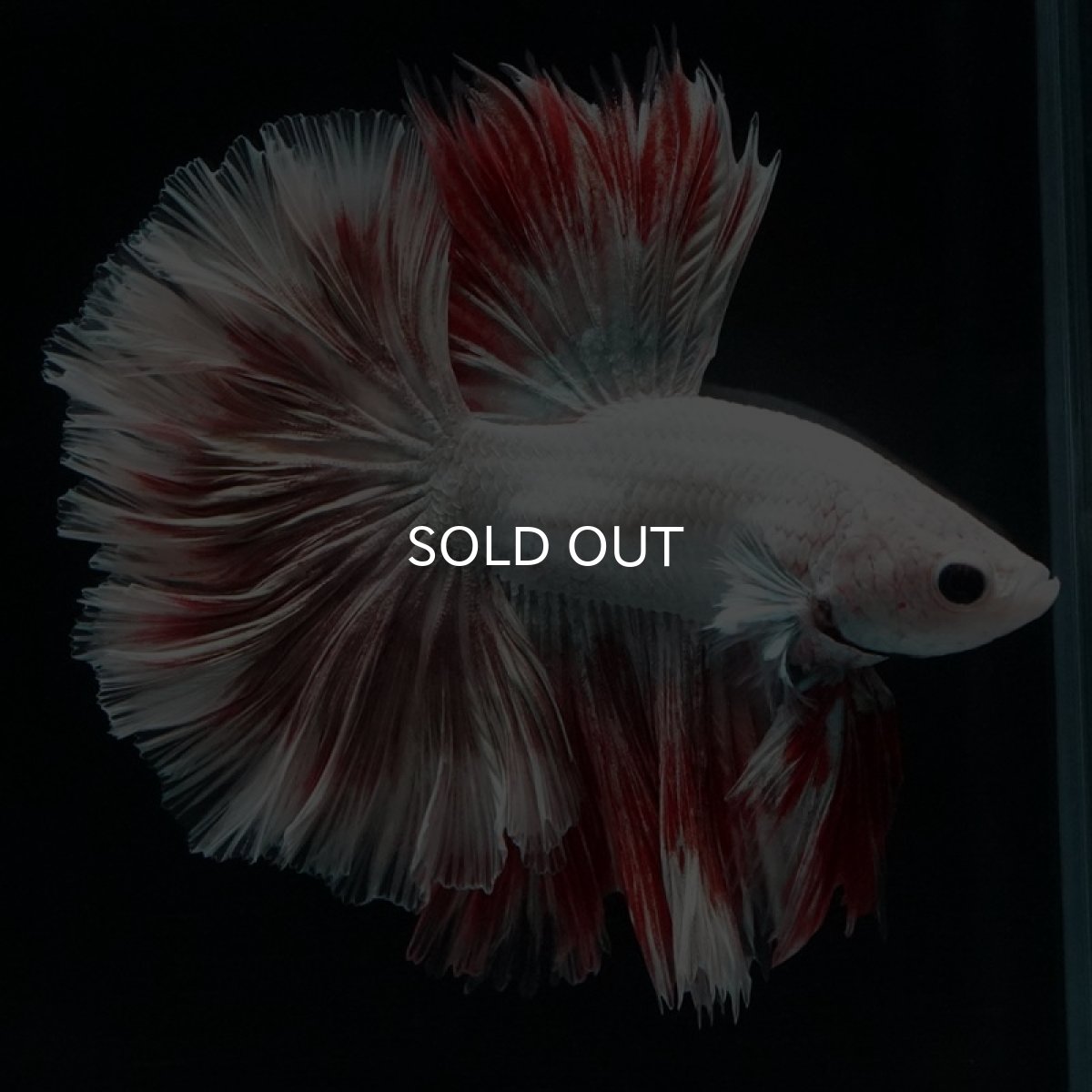 画像2: HM　ファンシーレッドドラゴン　ローズテール (2)