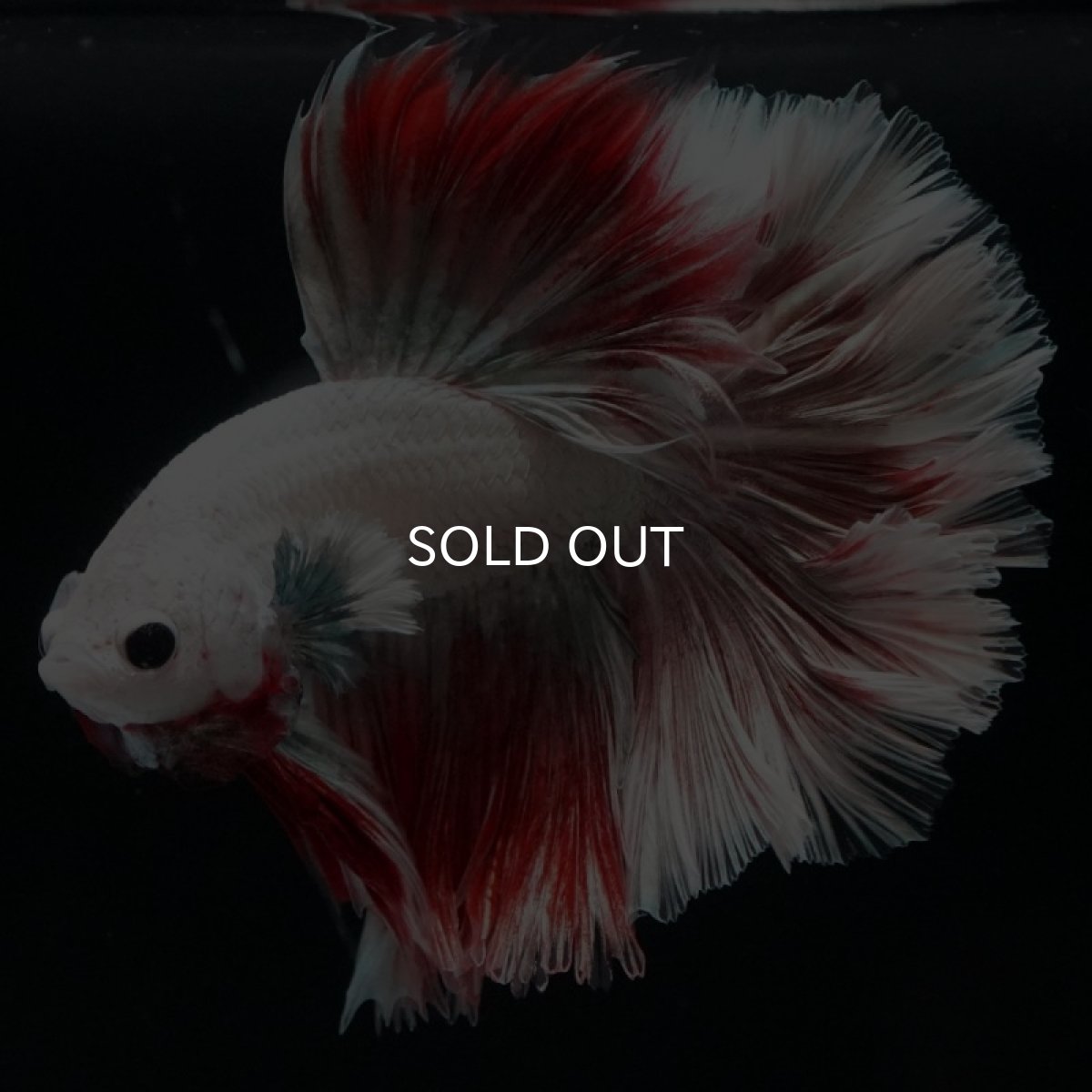 画像6: HM　ファンシーレッドドラゴン　ローズテール (6)