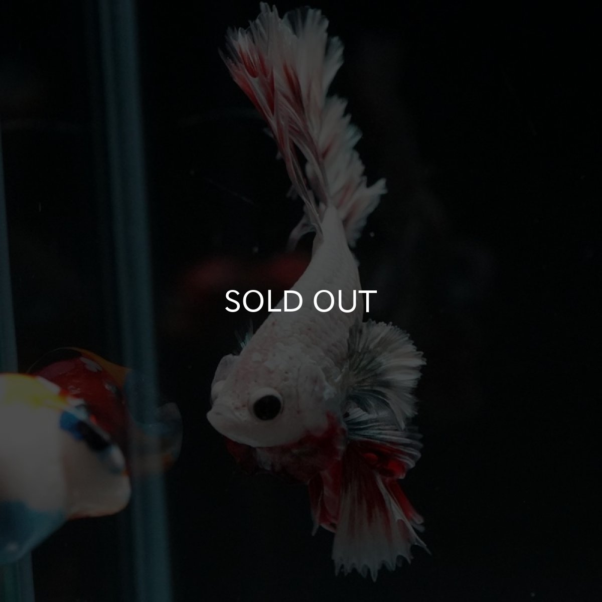 画像5: HM　ファンシーレッドドラゴン　ローズテール (5)