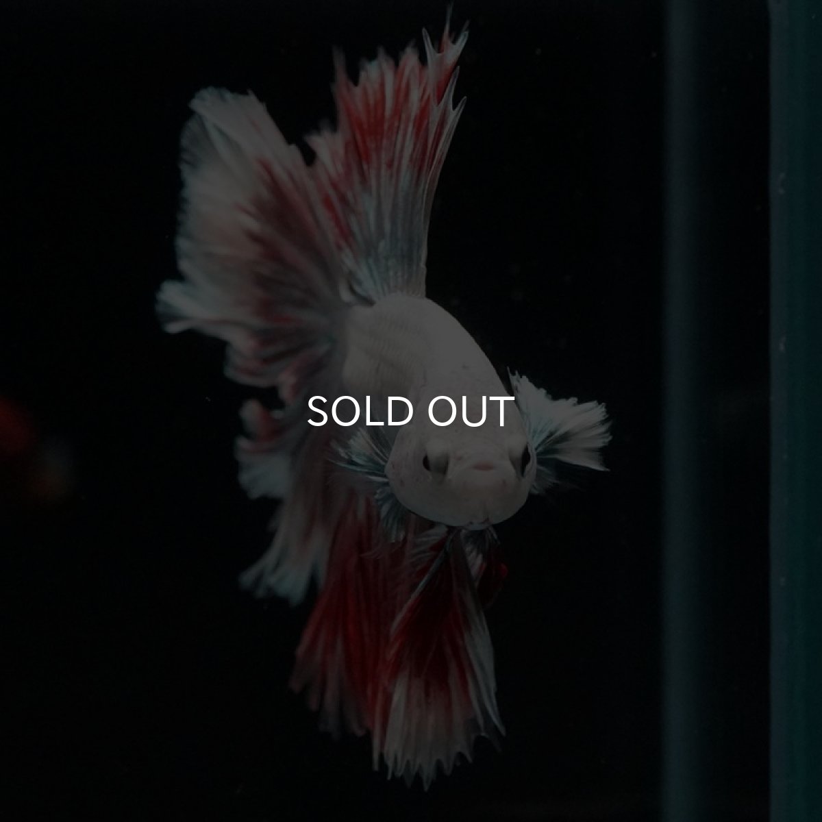 画像3: HM　ファンシーレッドドラゴン　ローズテール (3)