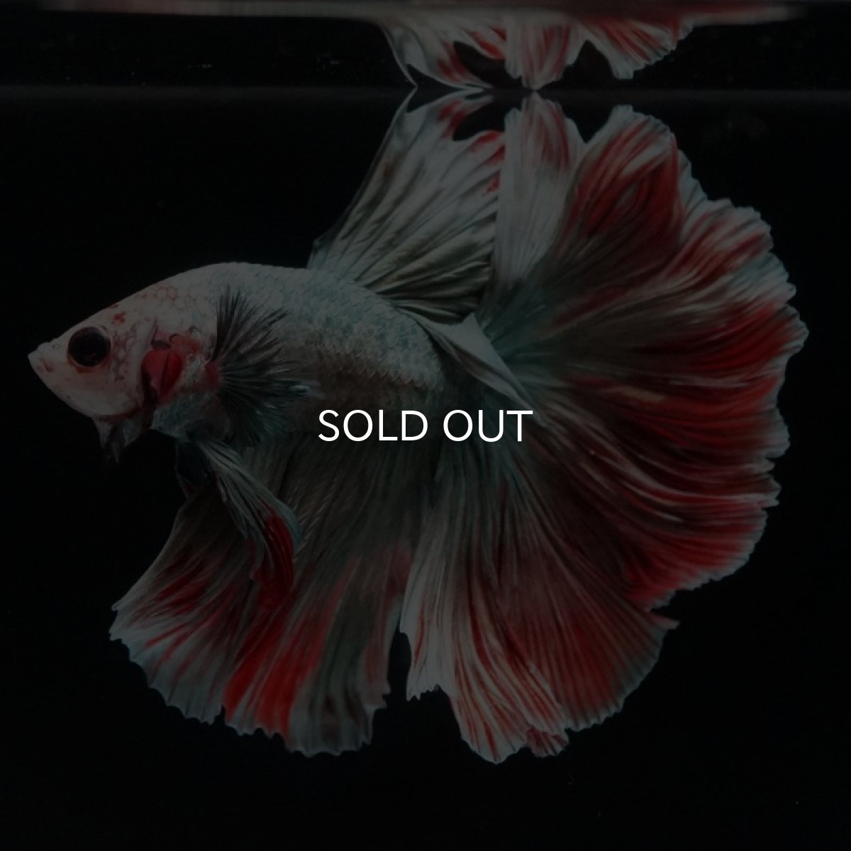 画像14: HM　ファンシーカッパー　ローズテール (14)