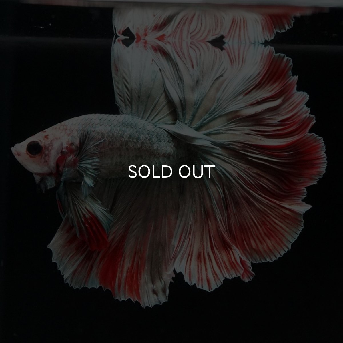 画像12: HM　ファンシーカッパー　ローズテール (12)