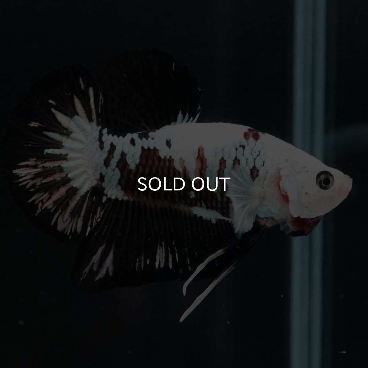 画像4: HMPK　ブラックサムライ　変わり柄 (4)