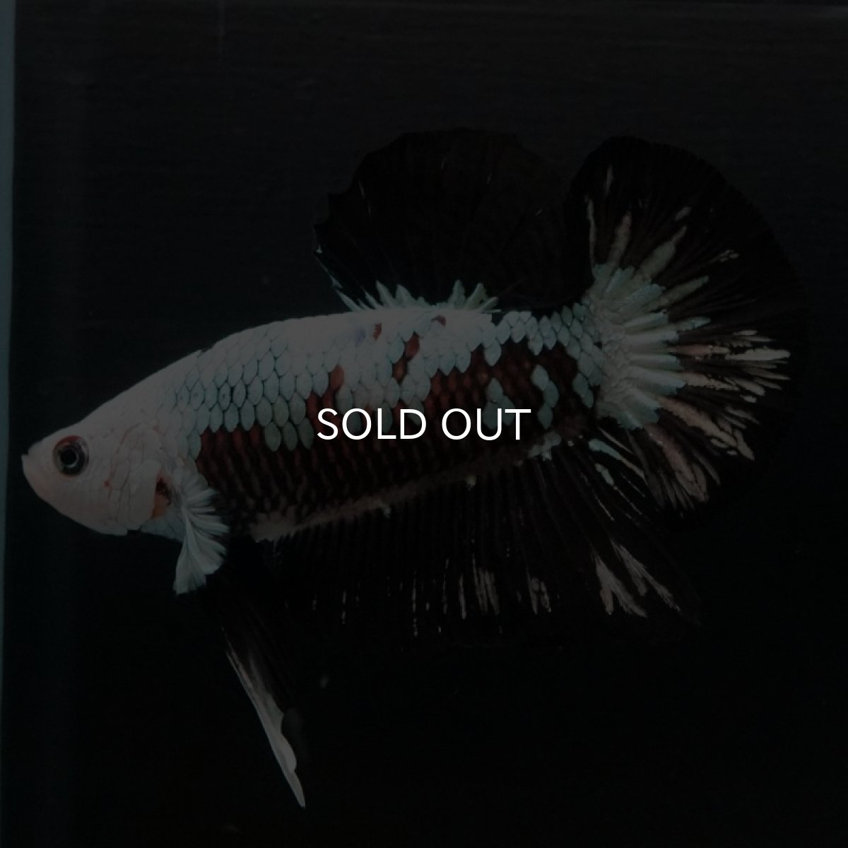 画像2: HMPK　ブラックサムライ　変わり柄 (2)