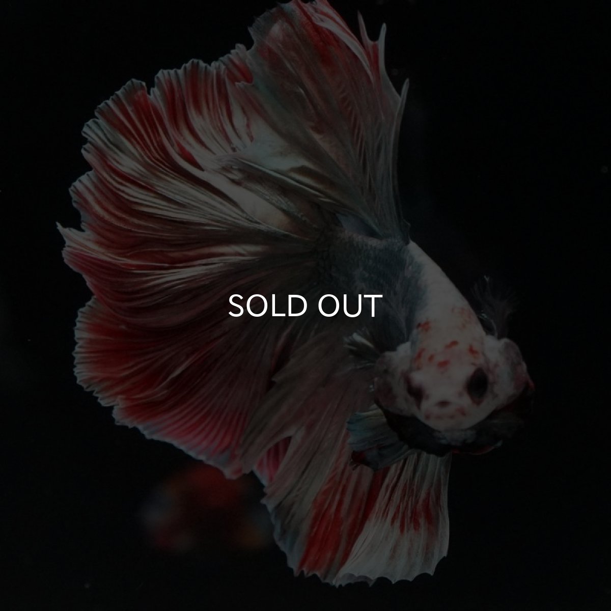 画像11: HM　ファンシーカッパー　ローズテール (11)