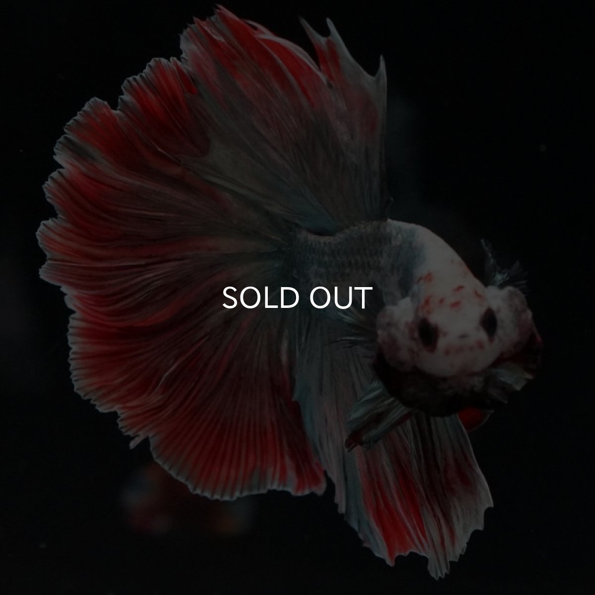 画像10: HM　ファンシーカッパー　ローズテール (10)