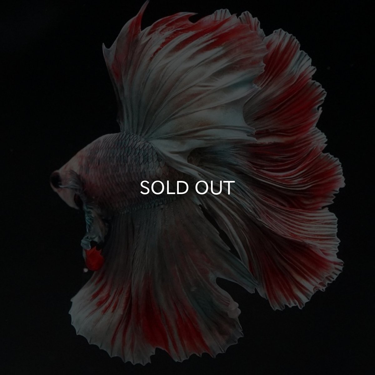 画像2: HM　ファンシーカッパー　ローズテール (2)