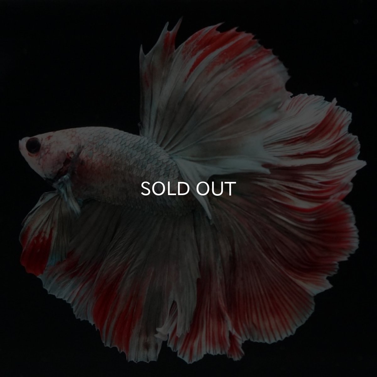 画像9: HM　ファンシーカッパー　ローズテール (9)