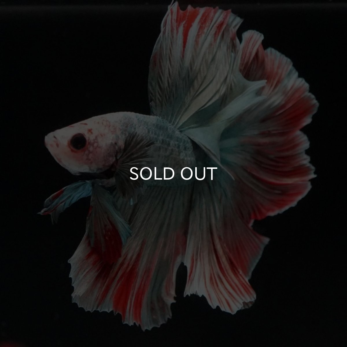 画像8: HM　ファンシーカッパー　ローズテール (8)