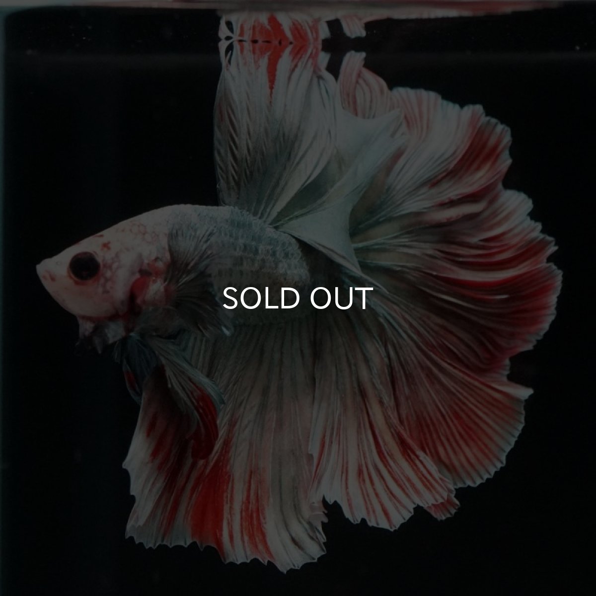 画像7: HM　ファンシーカッパー　ローズテール (7)