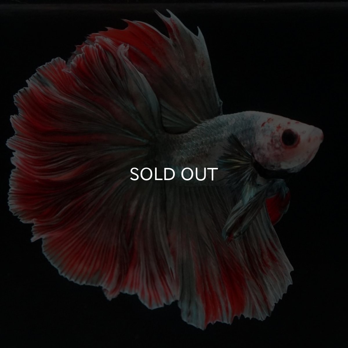 画像3: HM　ファンシーカッパー　ローズテール (3)