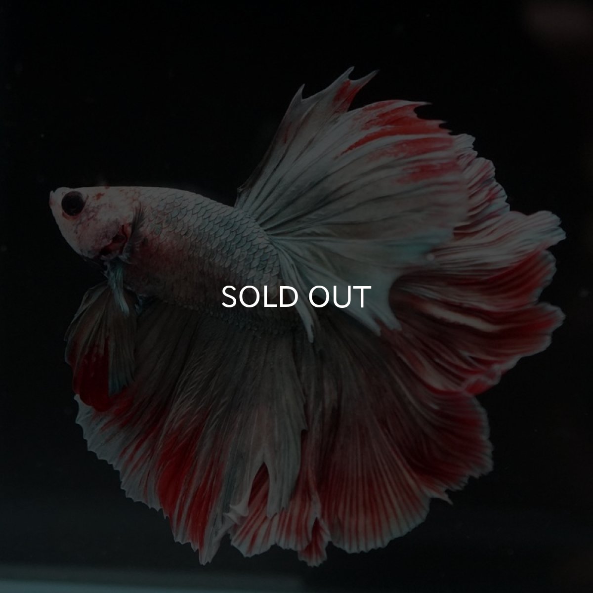 画像5: HM　ファンシーカッパー　ローズテール (5)