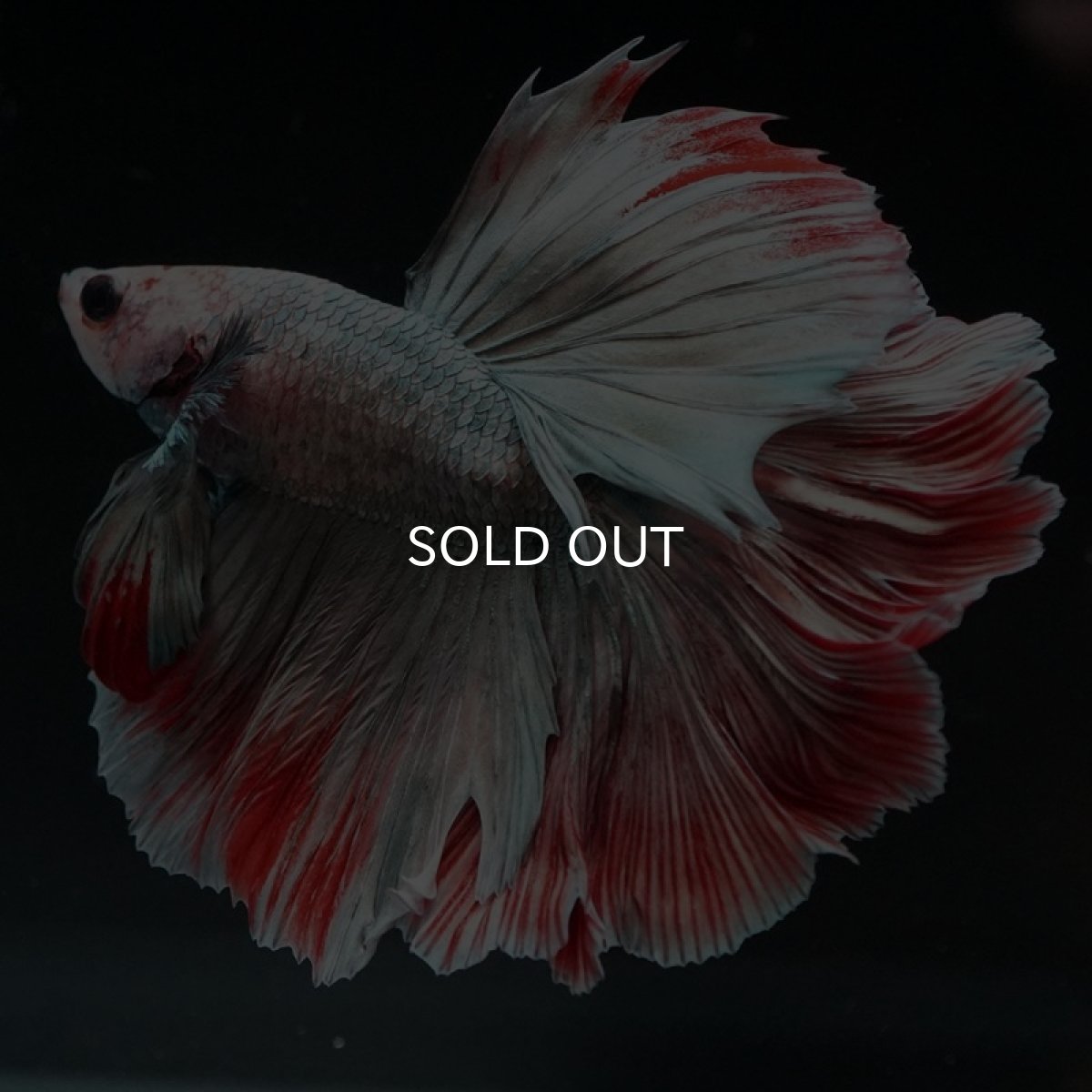 画像4: HM　ファンシーカッパー　ローズテール (4)