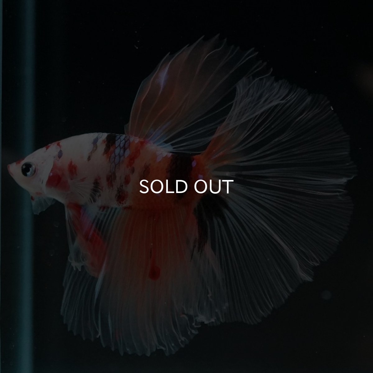 画像11: HM　キャンディ　クリアフィン (11)