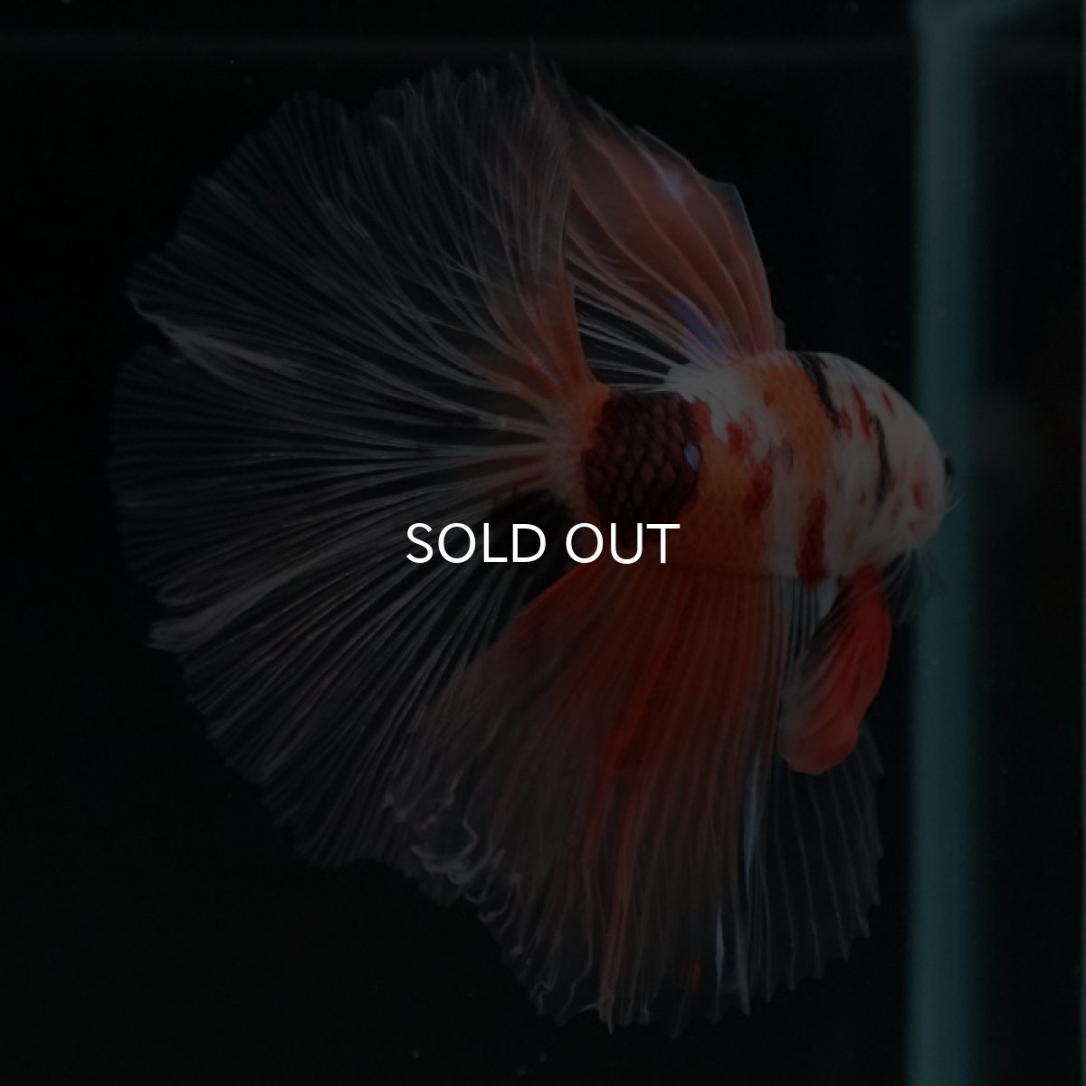 画像3: HM　キャンディ　クリアフィン (3)