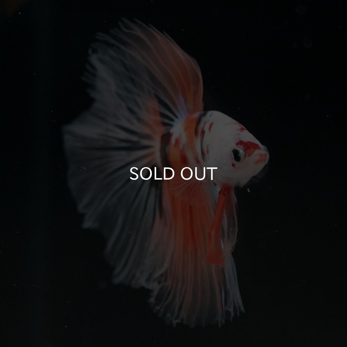 画像10: HM　キャンディ　クリアフィン (10)