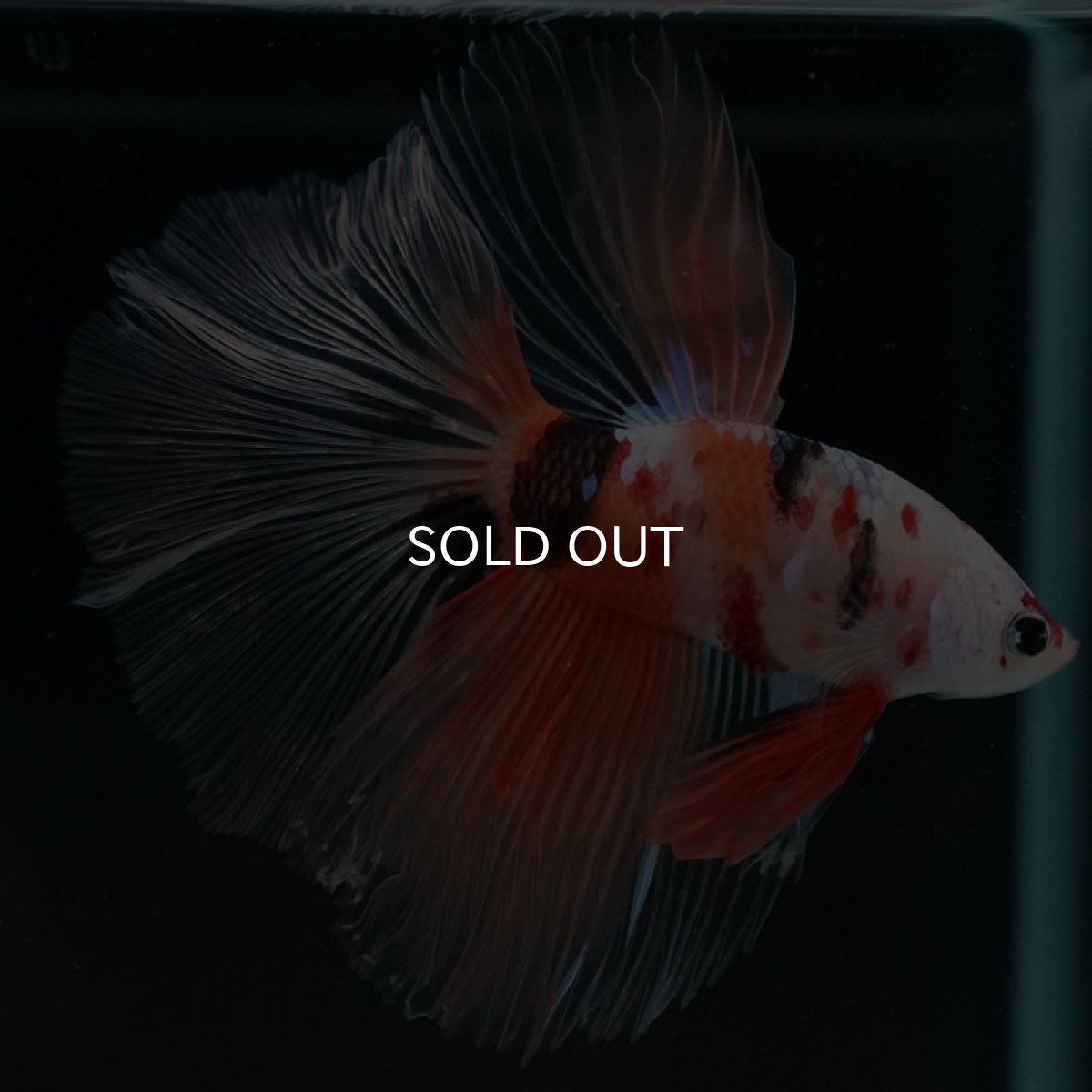 画像9: HM　キャンディ　クリアフィン (9)