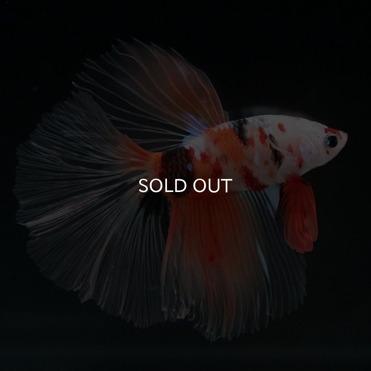 画像8: HM　キャンディ　クリアフィン (8)