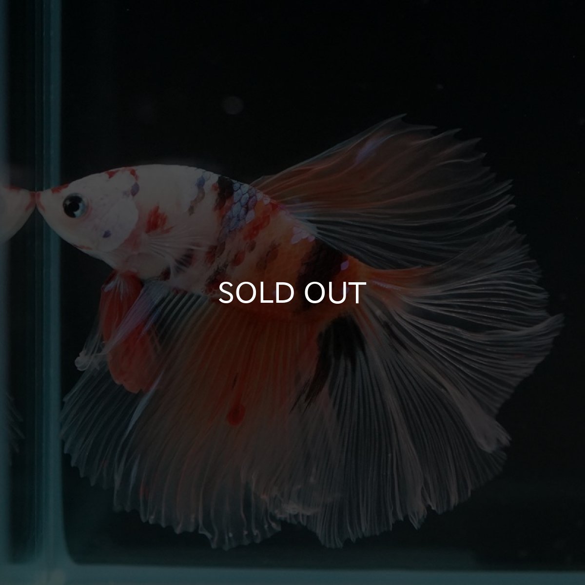 画像7: HM　キャンディ　クリアフィン (7)