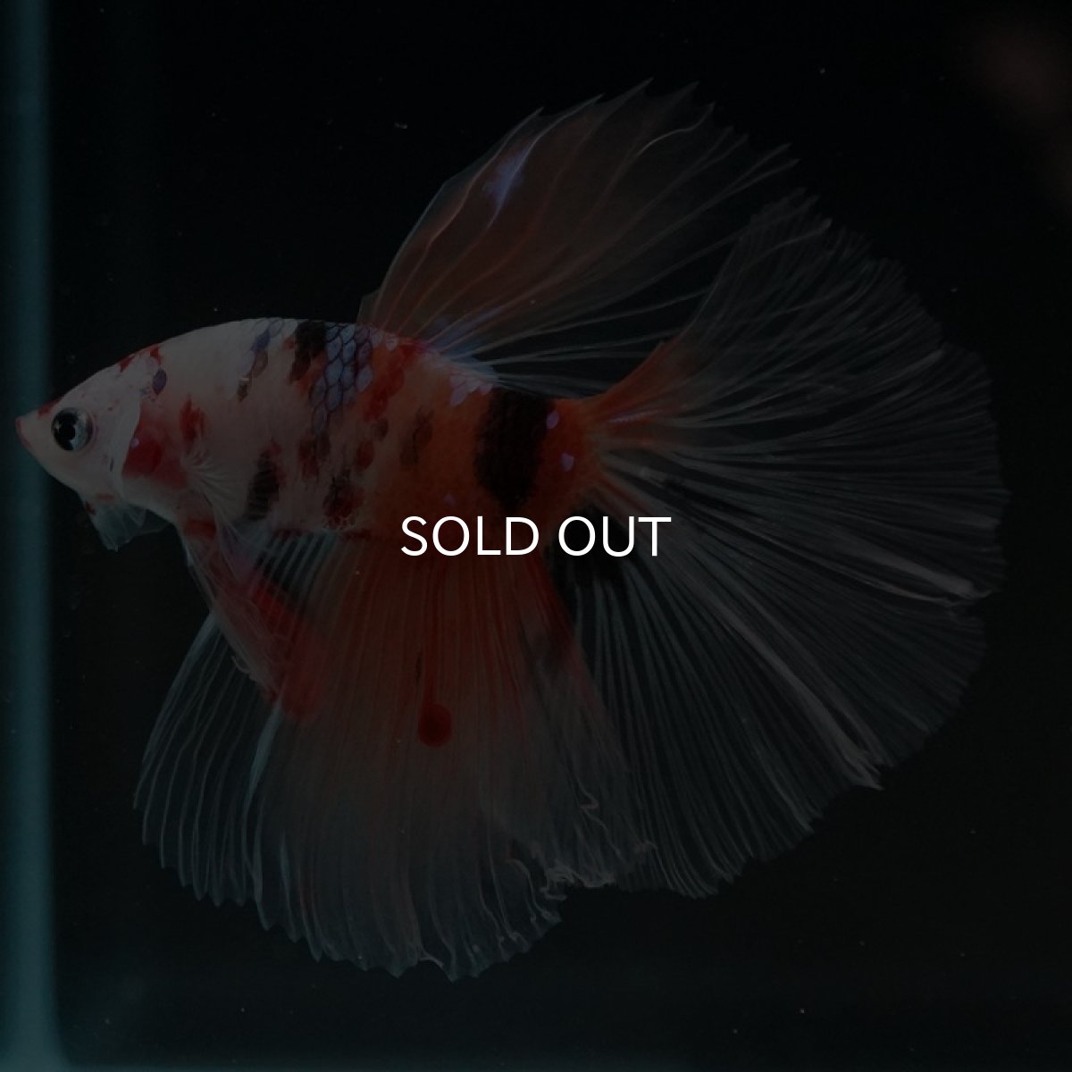 画像6: HM　キャンディ　クリアフィン (6)