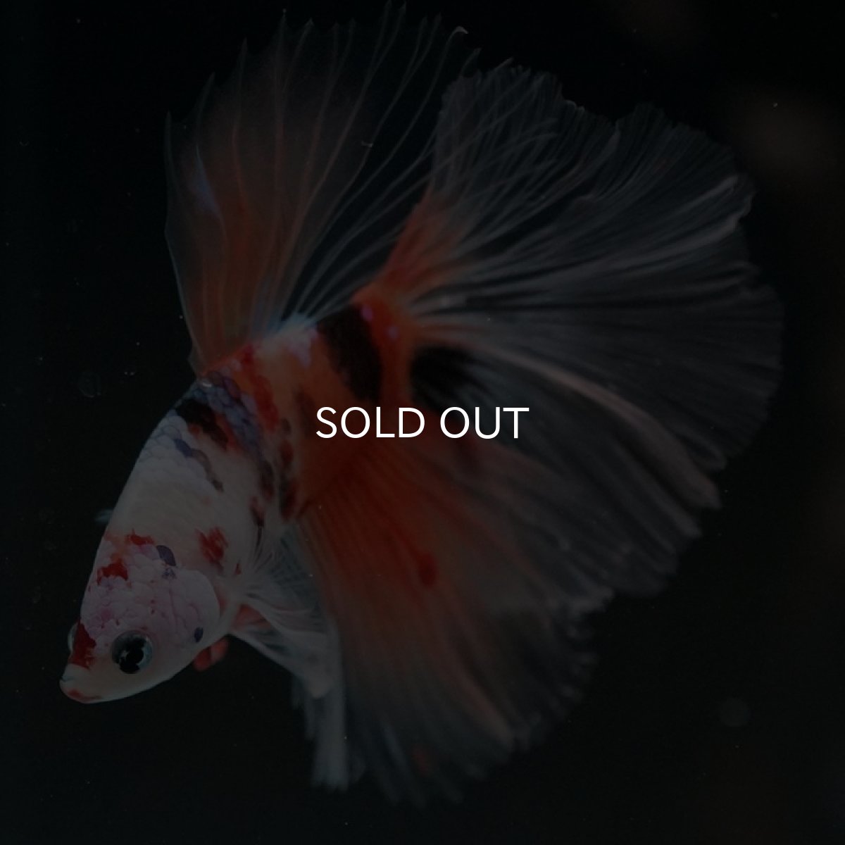 画像4: HM　キャンディ　クリアフィン (4)