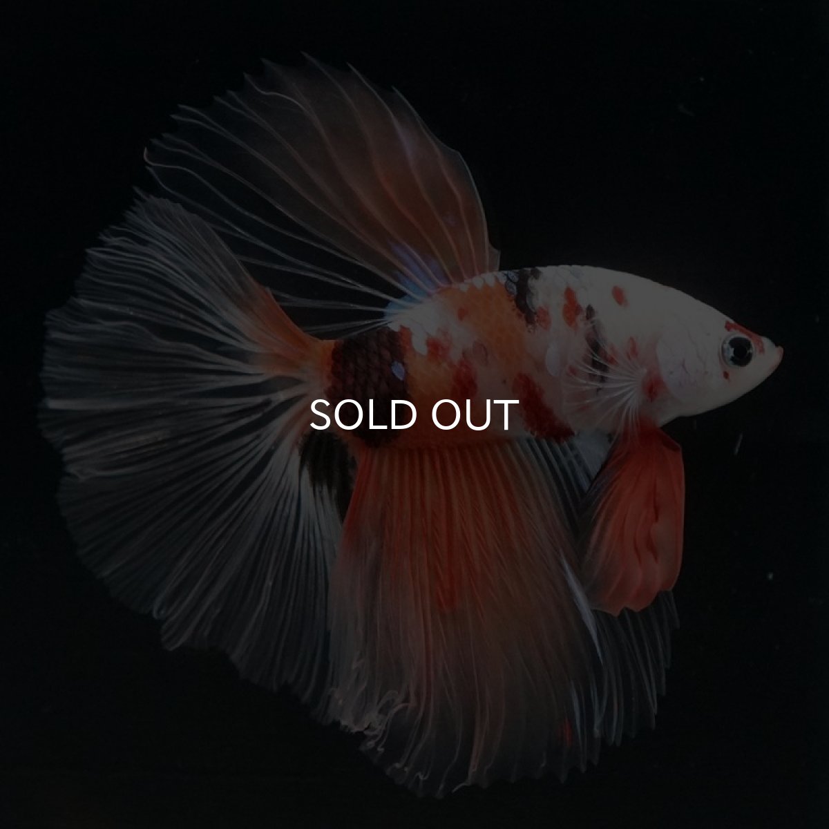 画像5: HM　キャンディ　クリアフィン (5)