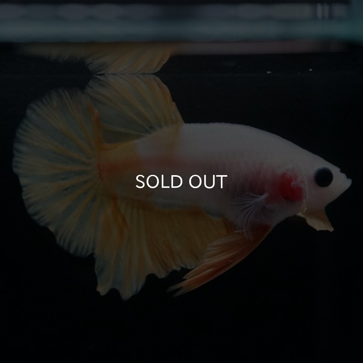 画像8: HMPK　イエローファンシー (8)