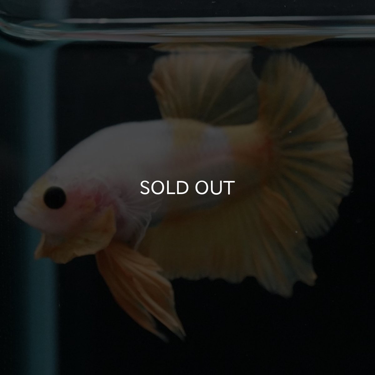 画像7: HMPK　イエローファンシー (7)