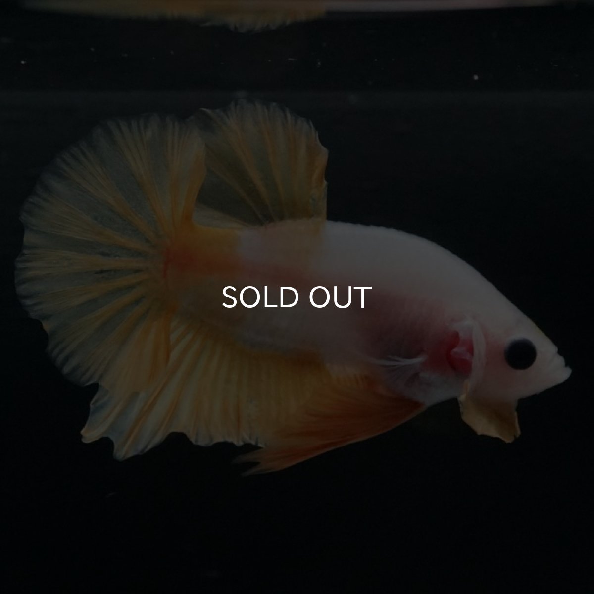 画像6: HMPK　イエローファンシー (6)