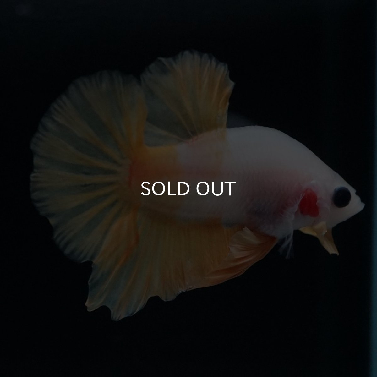 画像5: HMPK　イエローファンシー (5)